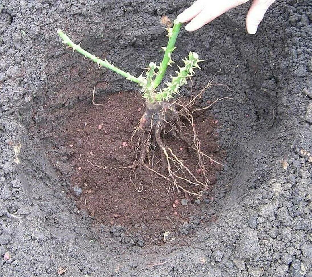 Высадка роз в открытый грунт весной. Корни плетистой розы. Высаживание роз. Посадка роз флорибунда весной.