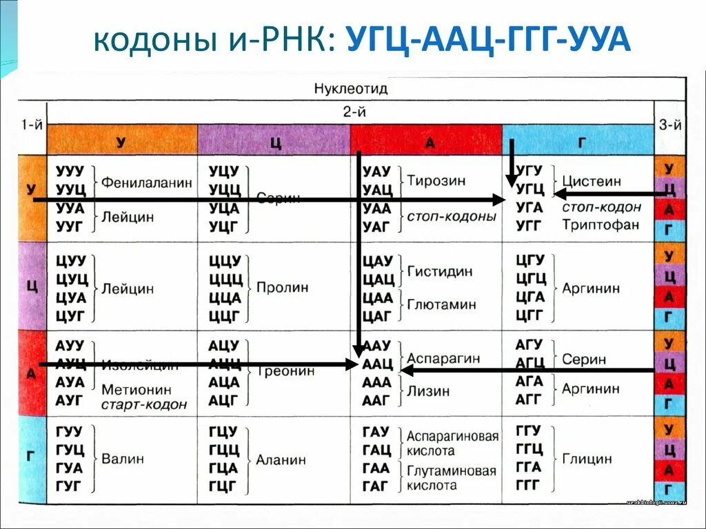 Из днк в ирнк таблица. Таблица кодонов ДНК. Генетический код ДНК И РНК таблица. Таблица аминокислот и триплетов РНК. ДНК РНК ИРНК таблица.