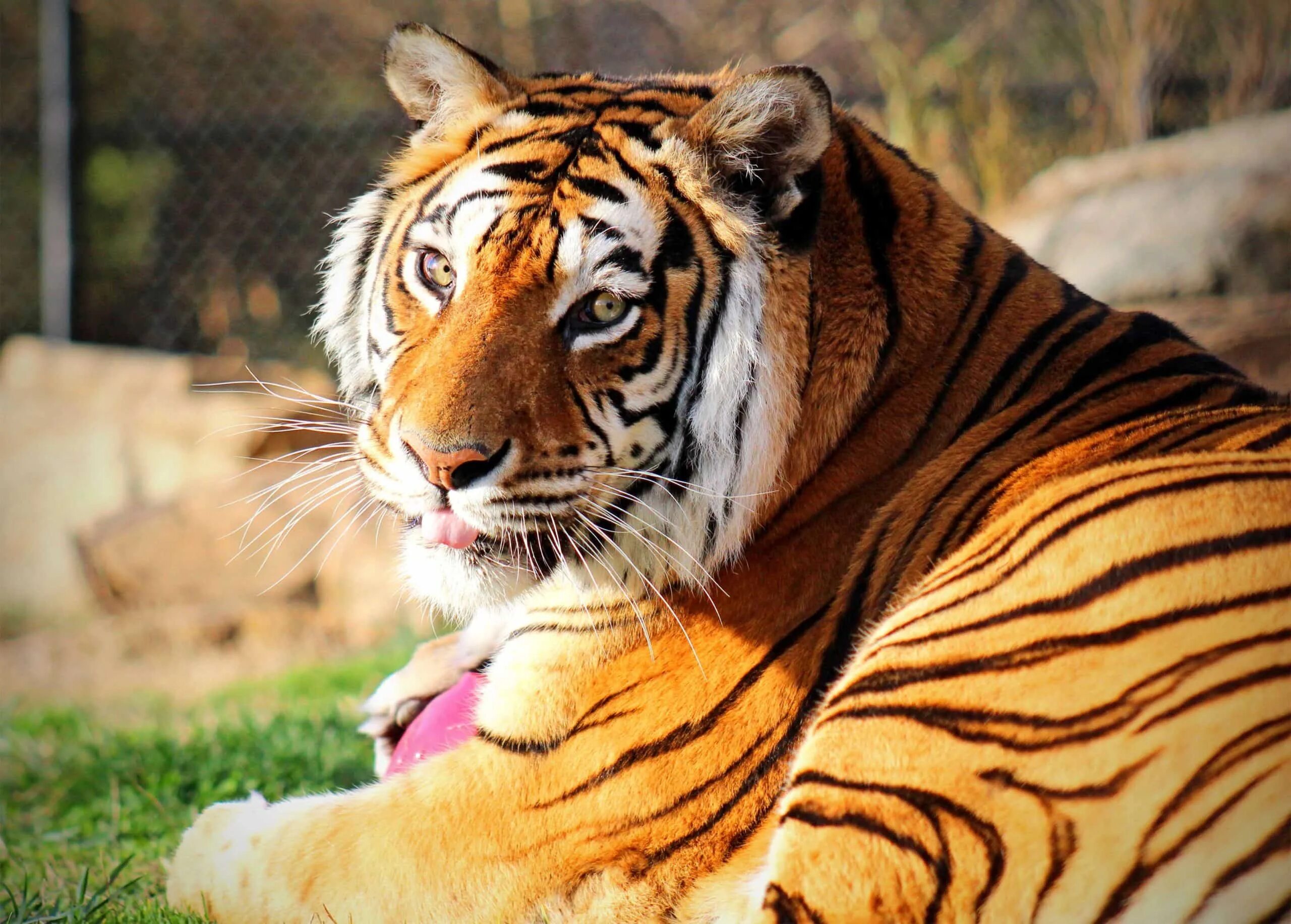 Бенгальский тигр. Королевский бенгальский тигр. Бенгальский длиннопенисный тигр. Индокитайский тигр. Бенгальский тигр подвид тигра