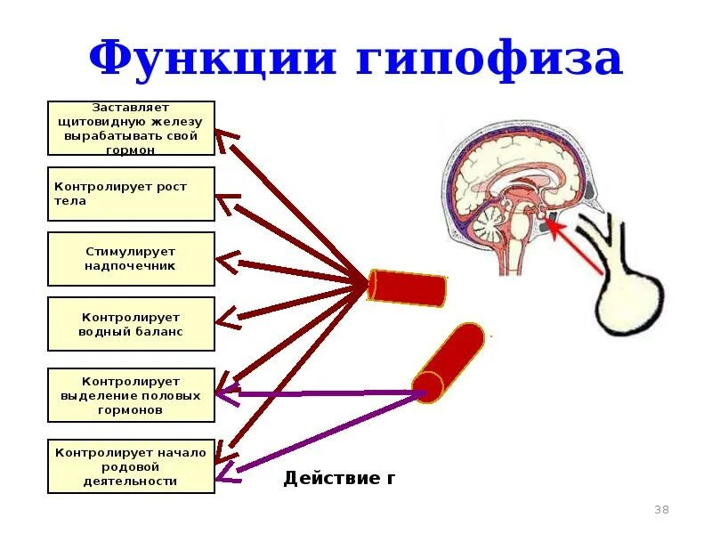 Функции гипофиза. Гипофиз расположение строение гормоны функции. гипофиз место расположения строение и функции гормоны. основные функции гипофиза. гормоны регулирующие функции гипофиза.