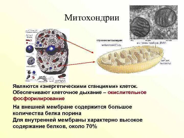 Митохондрии энергетические станции клетки. Митохондрии являются.