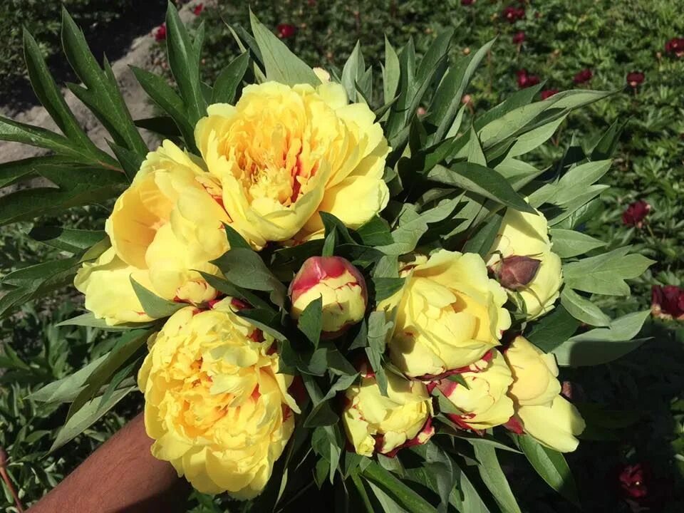 Sonoma yedo пион. Пион paeonia itoh sonoma yedo. Sonoma yedo ~ itoh hybrid пион. Пион сонома хало. Sonoma yedo пион.