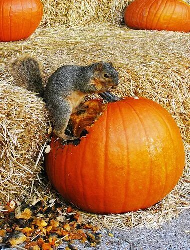 Тыква белки. Самая большая белка с тыквой. Белка лезет в тыкву. Белка из тыквы. Смешные картинки животных.
