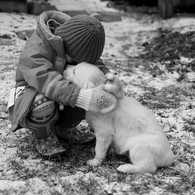 Милосердие к животным. Бездомные животные. Доброе отношение к животным это. Человечность животных. Человечность животных.