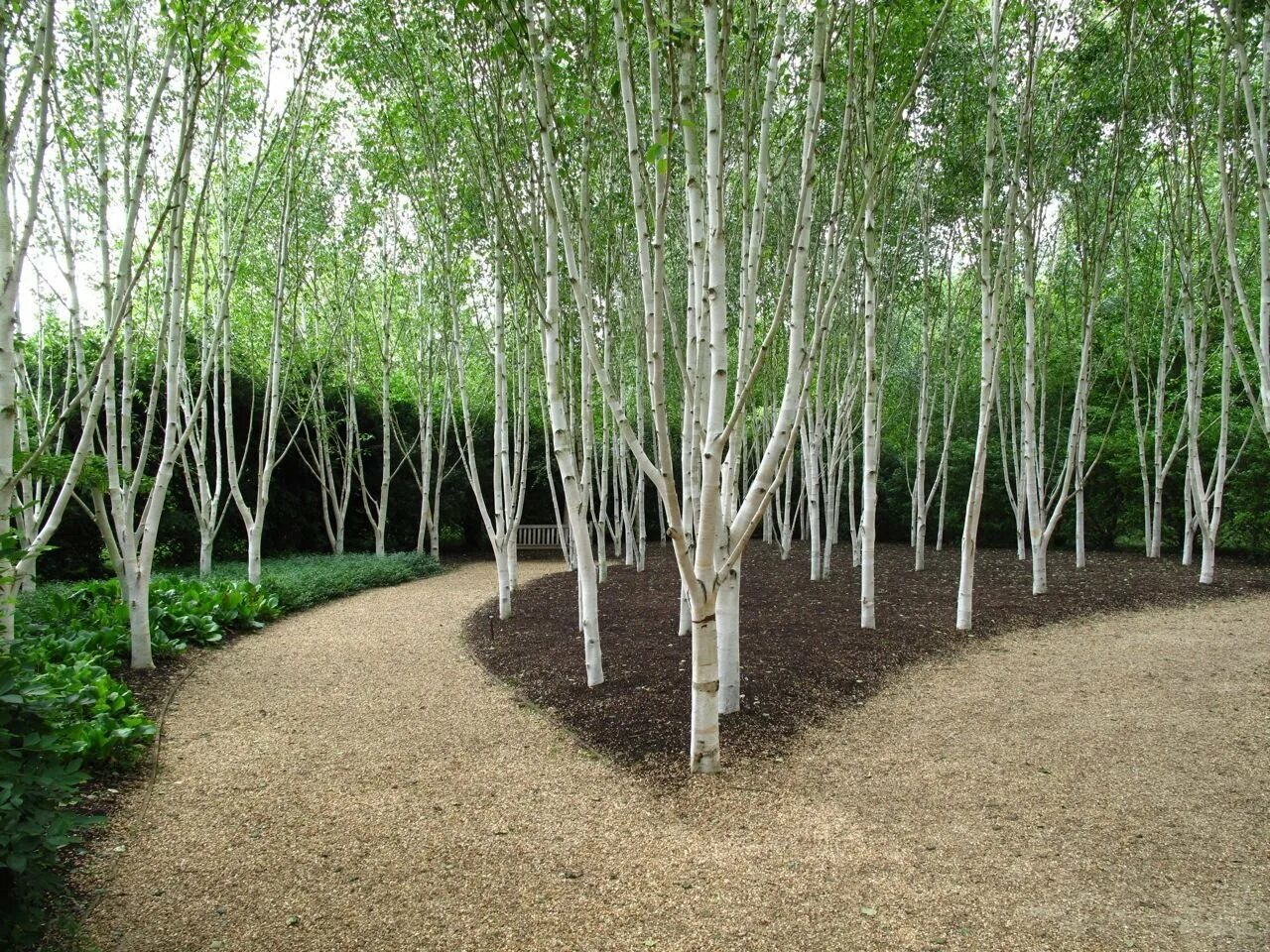 Можно березу на участок. Береза Жакмана. Betula utilis jacquemontii. Betula utilis 'Silver Shadow'. Береза повислая многоствольная.