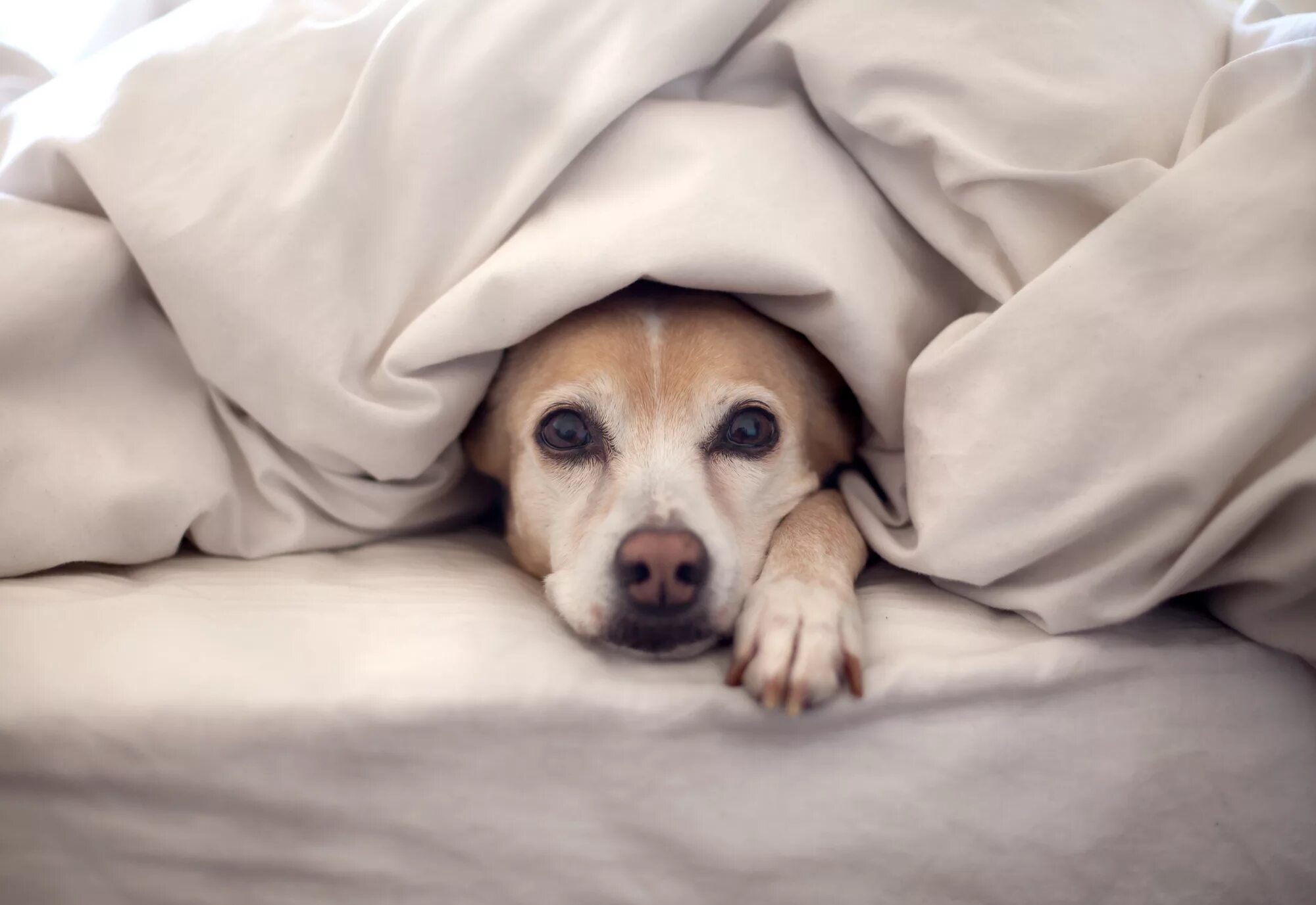 Animal bed. Постелька для собачки. Кровать для собаки. Спящие животные. Собака в постели.