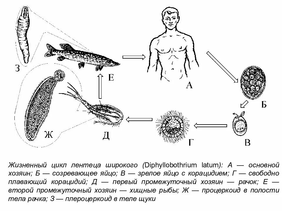 Стадии жизненного цикла широкого лентеца. Жизненный цикл широкого лентеца схема. схема цикла развития diphyllobothrium latum.. широкий жизненный цикл широкий лентец. широкий лентец жизненный цикл схема.