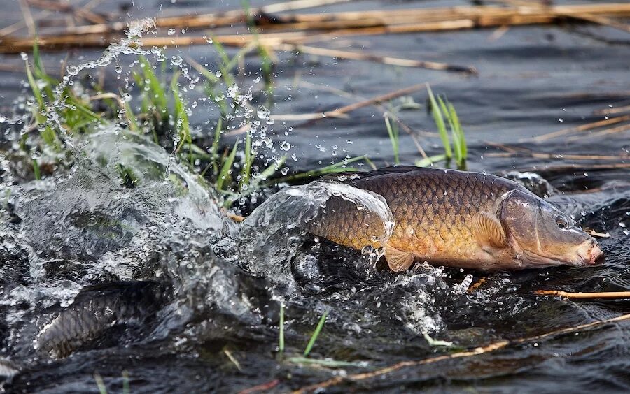 Сазан рыба нерест. Рыба в реке. Карп выпрыгивает из воды. Нерест карпа. Ловить рыбу во время нереста