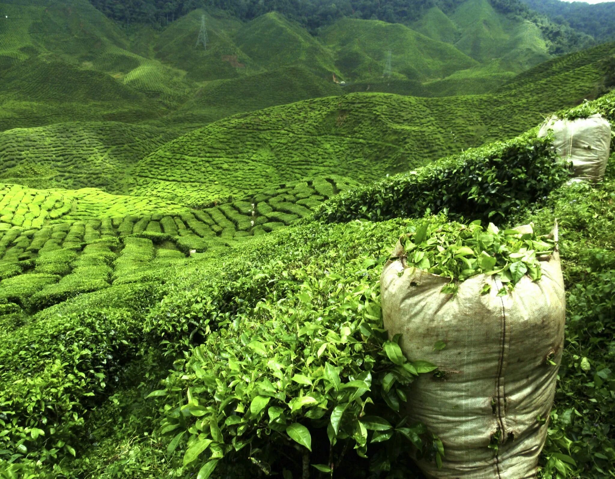 Ресурсы малайзии. Индия Дарджилинг чайные плантации. Чайные плантации в Индии. Молочный улун плантация. Молочный улун Шри Ланка.