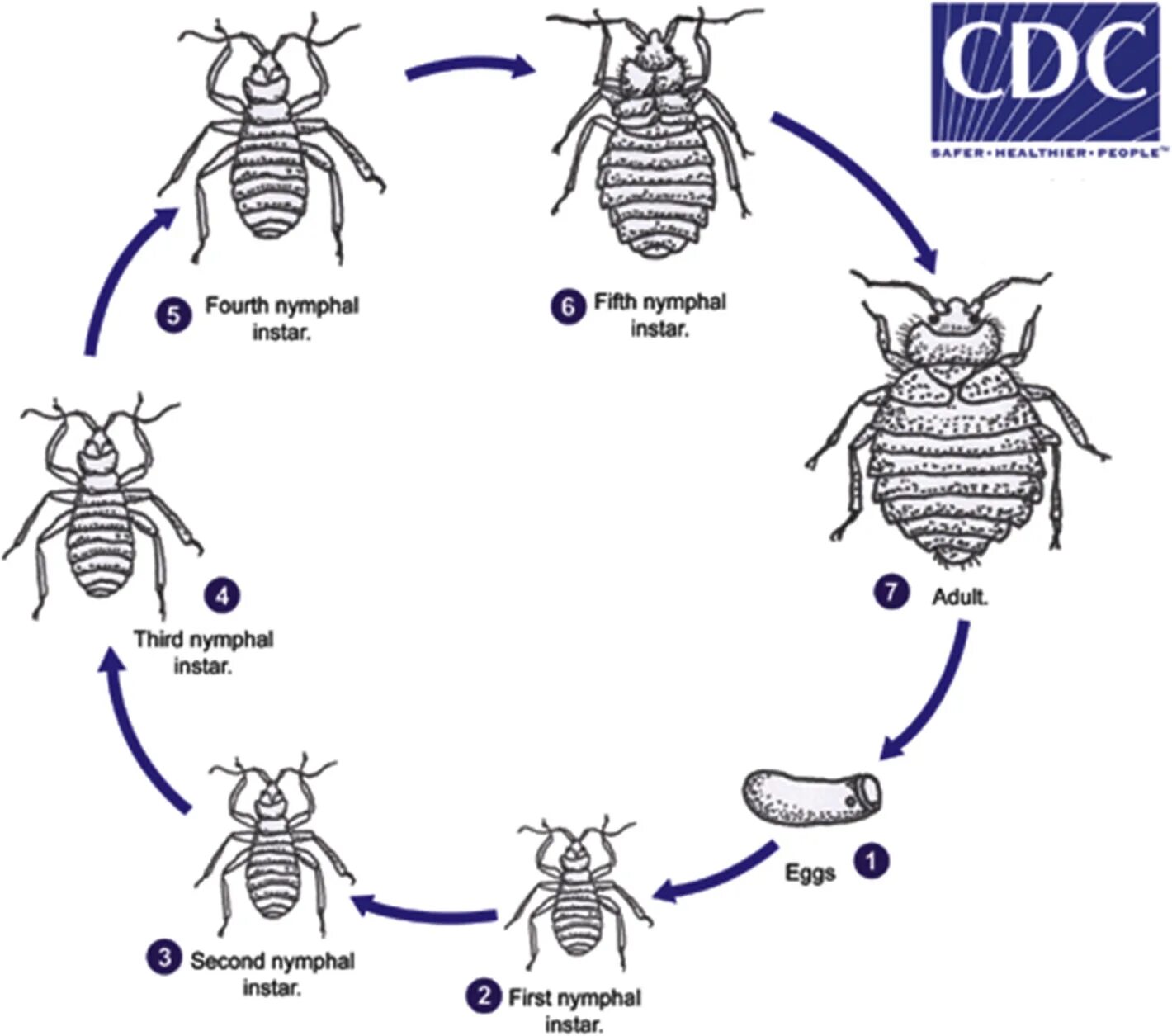 Цикл развития постельного клопа. Цикл развития постельного клопа схема. Схема жизненного цикла клопа. Постельный клоп стадии развития.