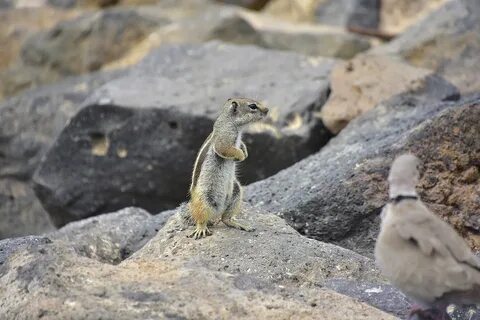 Download free HD stock image of Squirrel Barbary Fuerteventura.