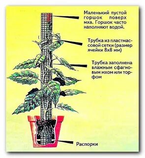 Тотем для растений