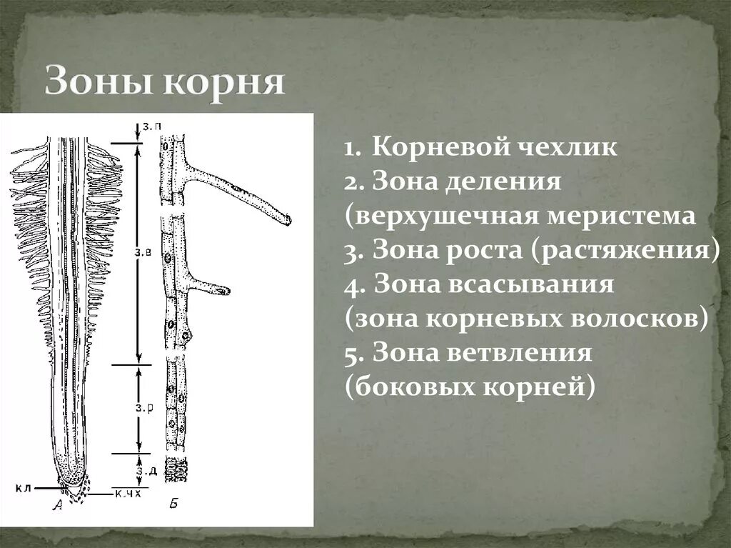 Верхушечный рост корня. Корневой чехлик зона роста зона всасывания. Корень зоны зона растяжения зона деления и корневой чехлик. Зоны корня корневой чехлик. Строение корня зоны.