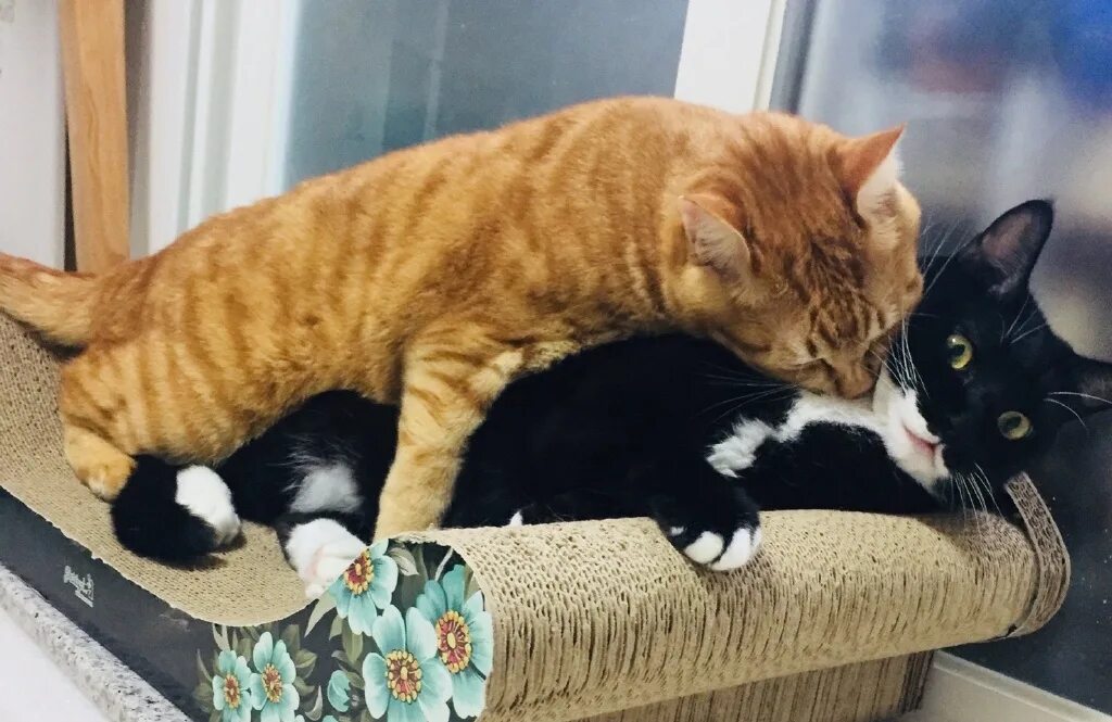 кусачий котенок. котята с мамой. рыжий и черный кот. рыжий кот кусает. котята обнимаются.