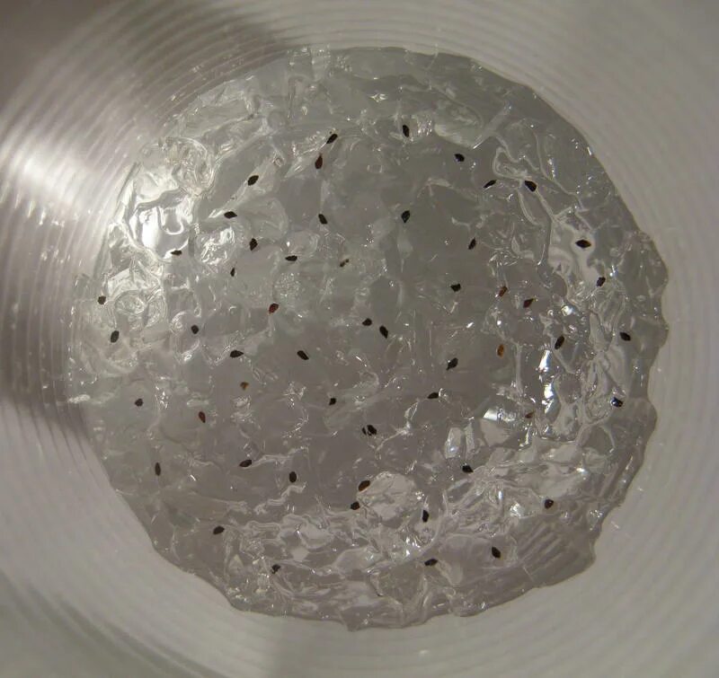 растения растущие в гидрогеле. гидрогель семена. гидрогель для растений порошок. гидрогель семена. гидрогель в теплицах.