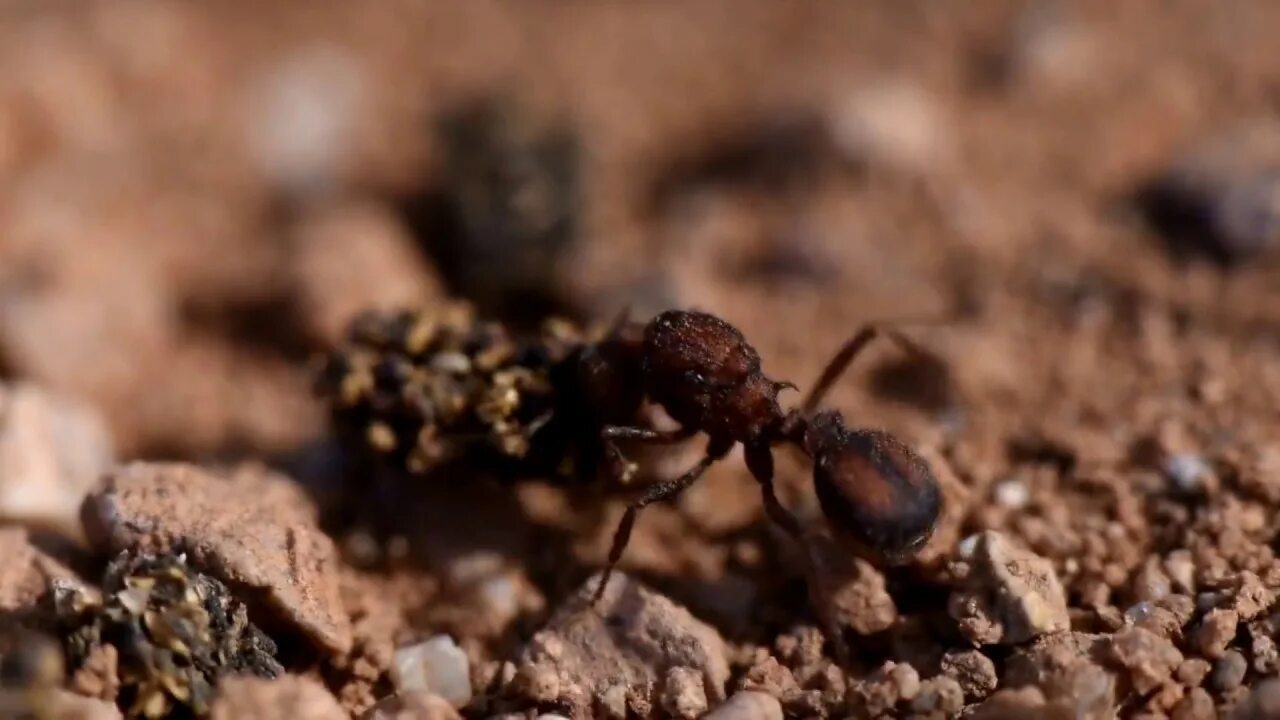 Название армейского муравья. Acromyrmex versicolor. Муравей военный. Муравей кладовщик.