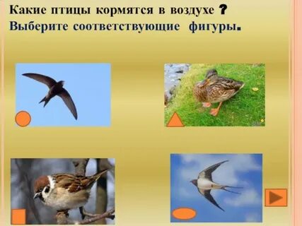 Какая птица воздуха