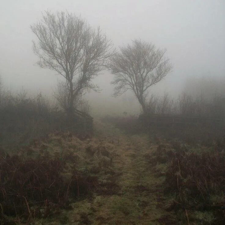 Тумане вокруг. Поле в тумане. Туман. Свет в тумане. Прекрасный туман.
