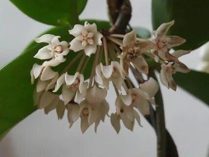 Australis
