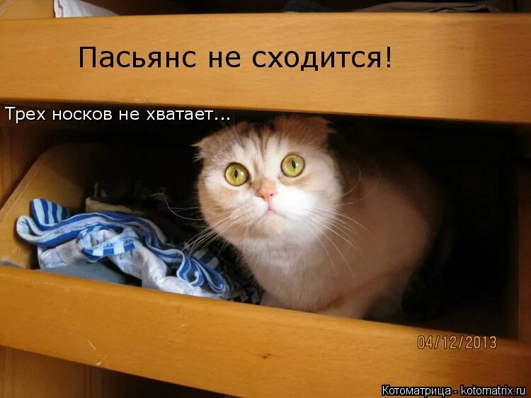 сходящиеся и расходящиеся ряды. бухгалтер смешные картинки. не сходится. котик бухгалтер. кот бухгалтер.