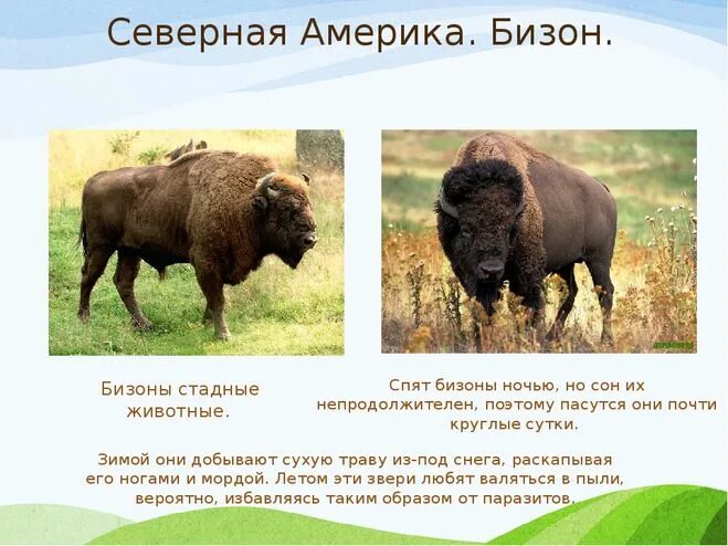 бизон природная зона. окско террасный заповедник. беловежская пуща бизоны. североамериканский бизон красная книга. бизон в степи и лесостепи северной америке.