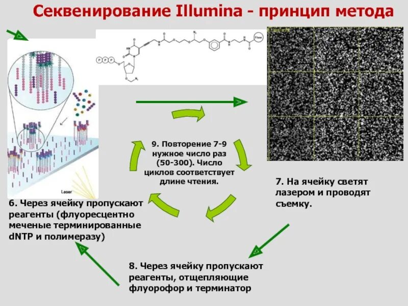 Секвенирование нуклеотидов. Схема химического секвенирования ДНК. Метод секвенирования в биологии. Метод NGS секвенирования. Принцип метода секвенирования ДНК.