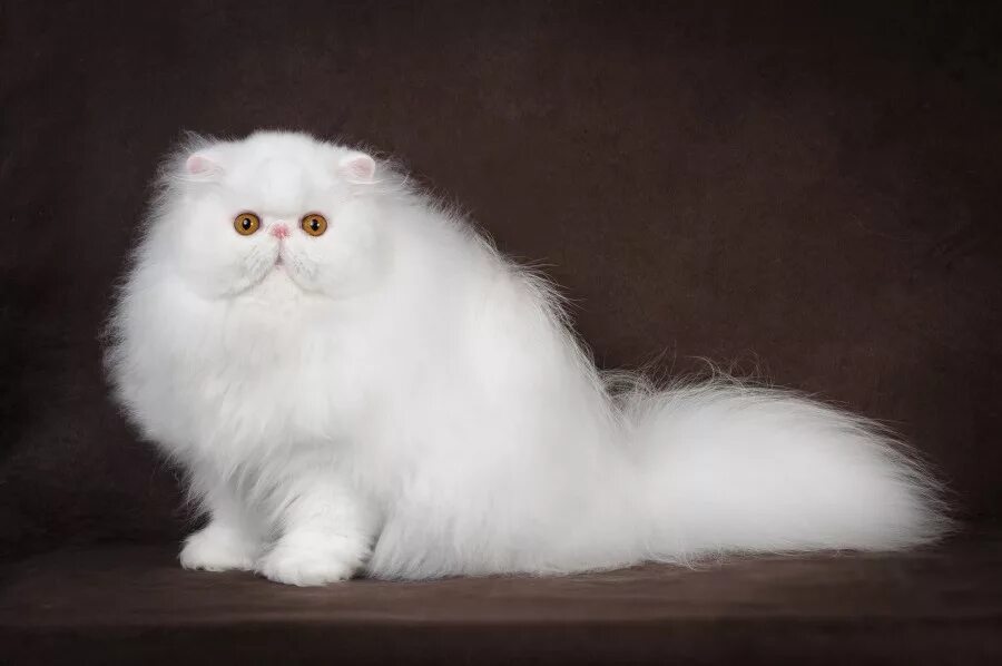 Ангорская и персидская порода. Британская длинношёрстная кошка. Персидская вислоухая шиншилла кошка. Экзот длинношерстный. Гималайско-персидский блюпоит.