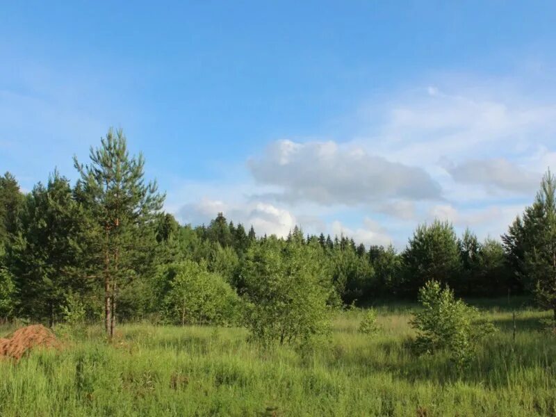 Купить участок малоярославецкий. Ерденево (деревня, Калужская область). СНТ Ласточка. Ерденево леса. Участки в Малоярославце.