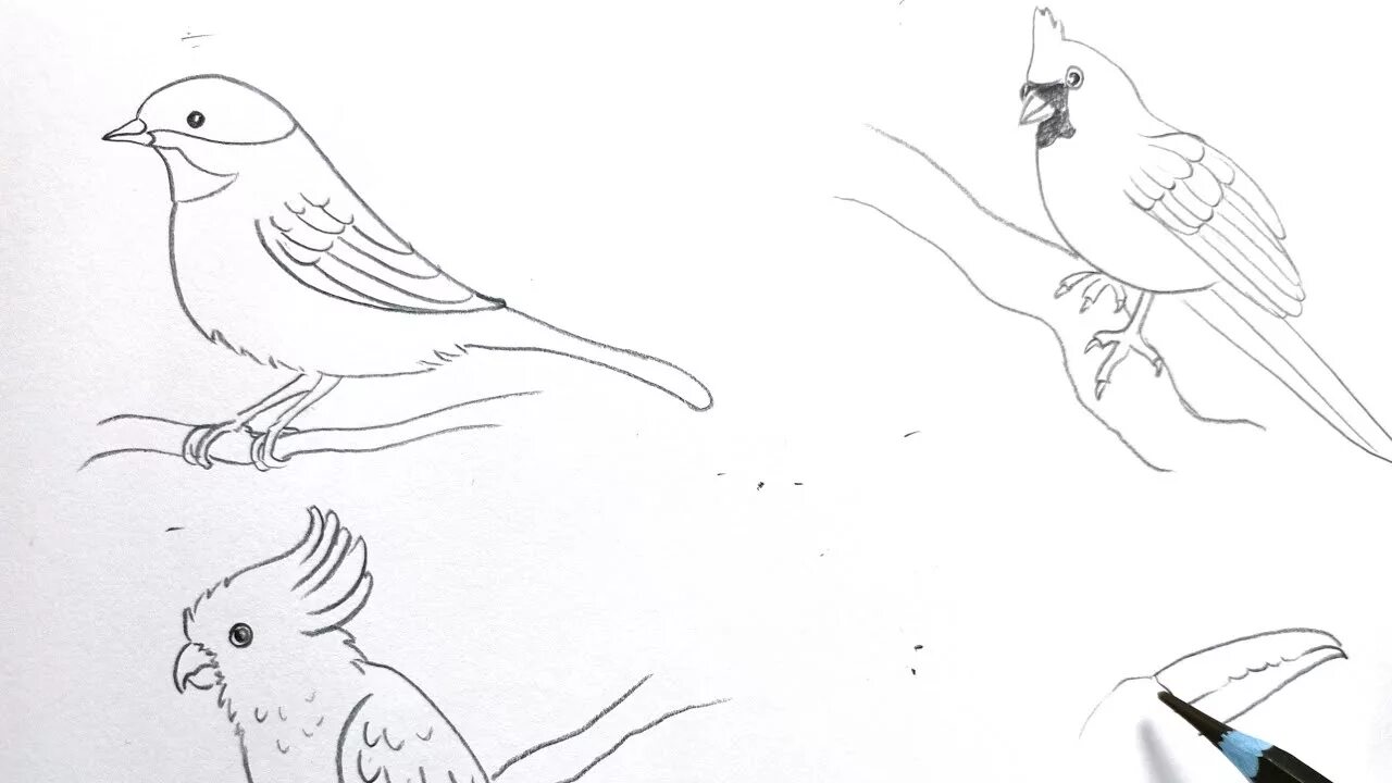 Как быстро нарисовать птичку. Птички рисование э. рисунок птицы карандашом легкие для школьников. проведение линий рисунок птицы. нарисовать птичек чиноко и клейстика.