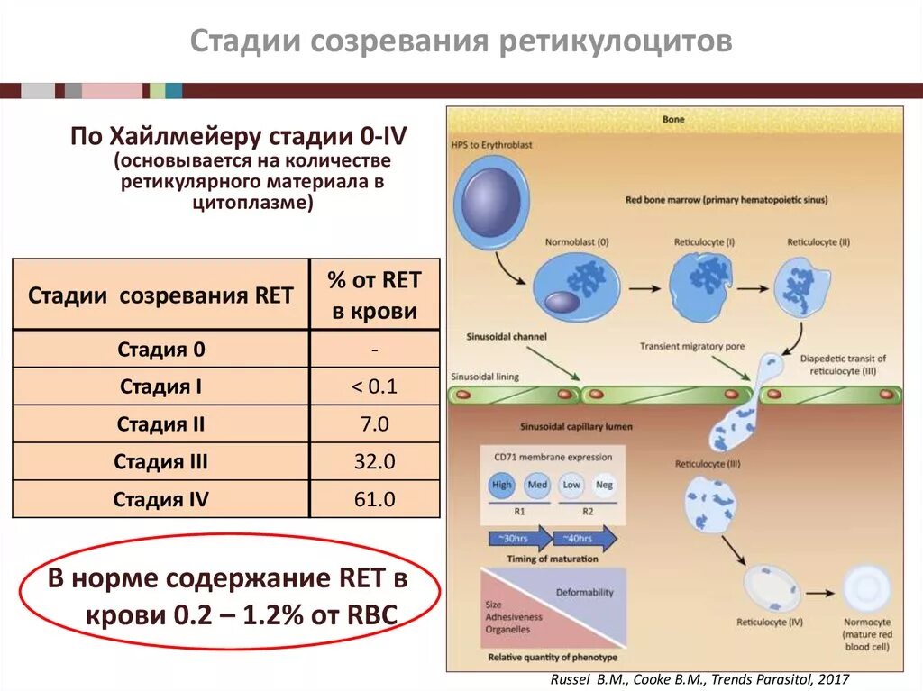 Абсолютные ретикулоциты повышены. Ретикулоциты стадии созревания. Степени зрелости ретикулоцитов. Стадии зрелости ретикулоцитов. Степени созревания ретикулоцитов.