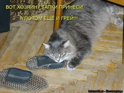 Хозяева присылают