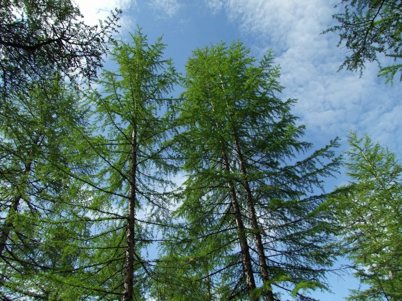 Северные хвойные породы. Лиственница Сибирская Larix sibirica. Лиственница Сибирская (Larix sibirica Ledeb.). Лиственница Даурская (Каяндера).. Лиственница Камчатская.