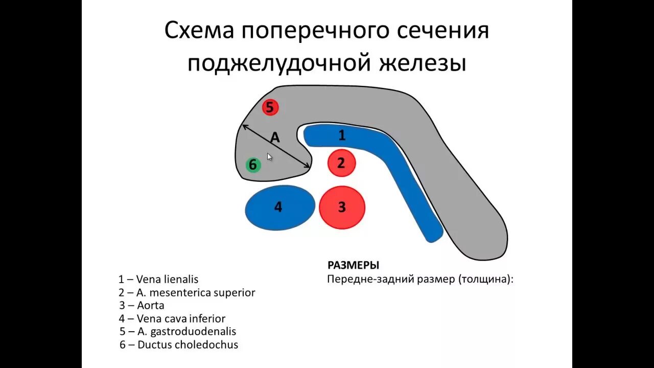 Поджелудочная железа узи норма у мужчин. УЗИ поджелудочной железы схема. УЗИ поджелудочной железы Изранов. УЗИ анатомия поджелудочной железы. Изранов лекции по УЗИ поджелудочной железы.