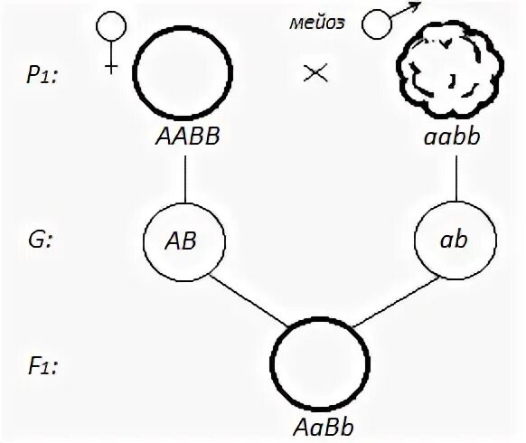 Дигибридное неполное доминирование.