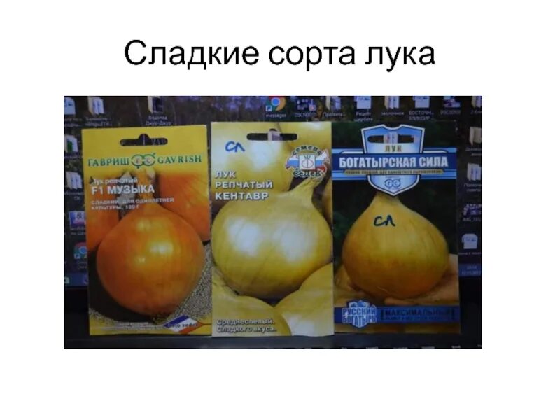 Лук глобо описание сорта. Лук сорта глобо.