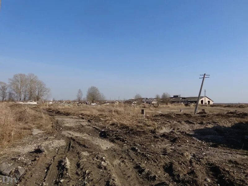 Погода низино ломоносовский. Свалка в Низино. Низино Ломоносовский район. Старые фото деревни Низино Ломоносовского района. Низино новости.