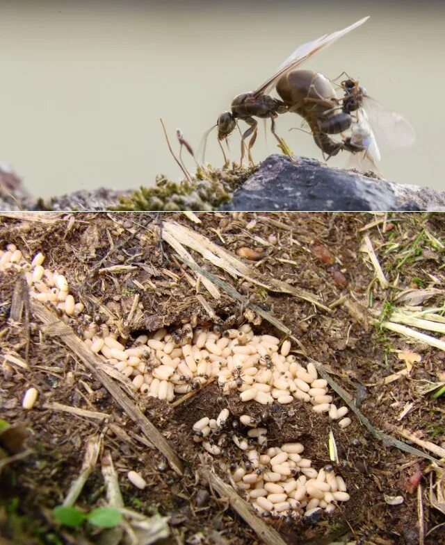 Муравьи в огороде. Муравьев на участке.. Борьба с муравьями на участке. Борьба с муравьями на огороде.