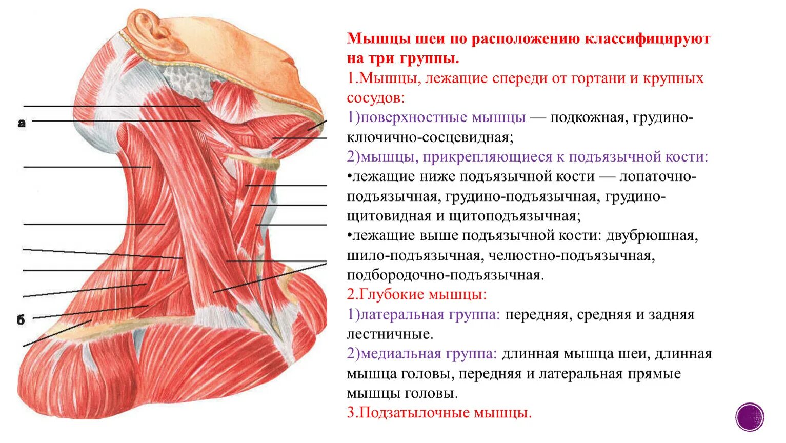 Затылок описание. Строение мышц шеи спереди.