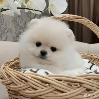 Собака шпиц 2 месяца