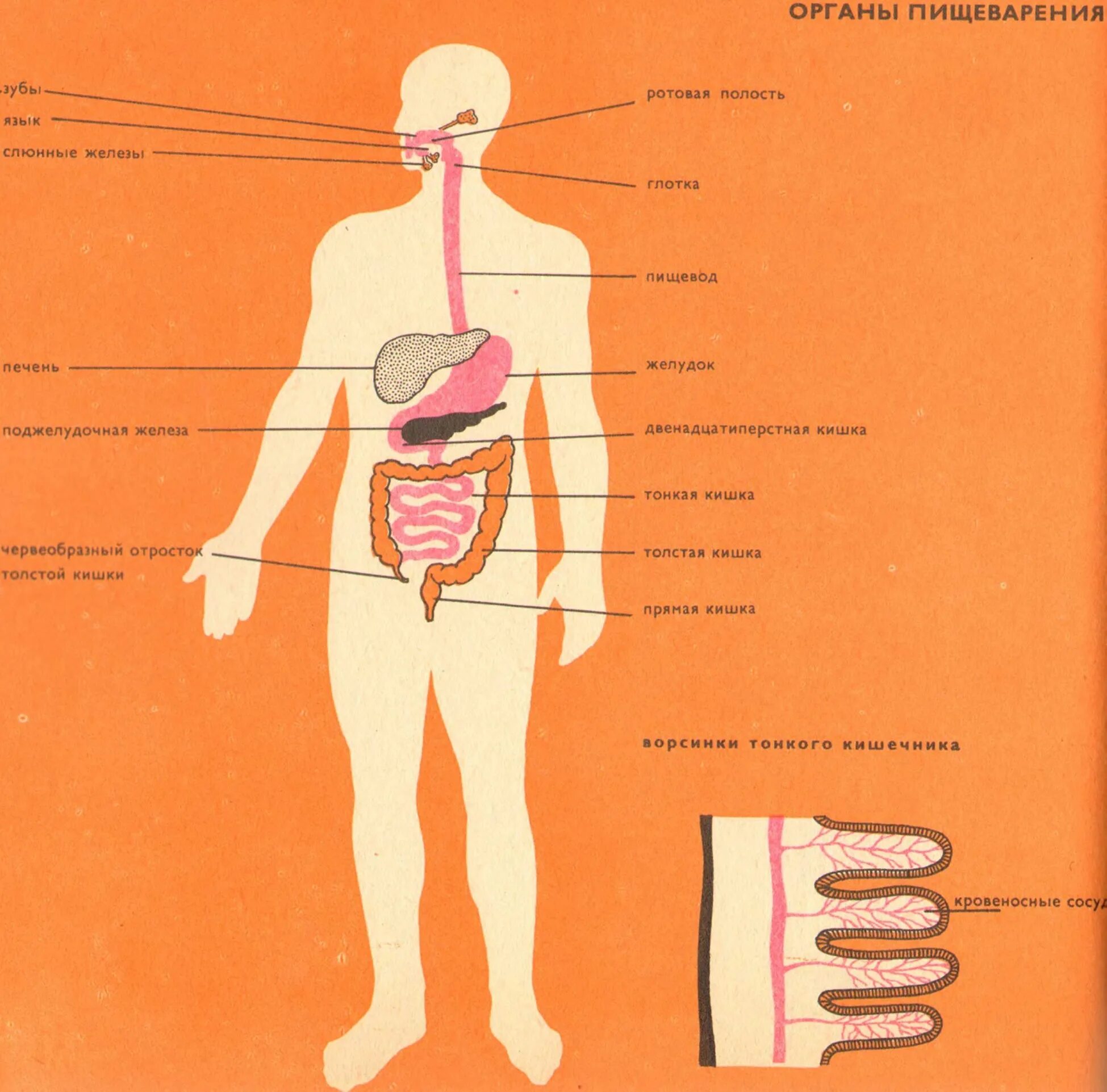 Таблица пищеварения человека. Органы пищеварения. Органы пищеварения таблица. Органы пищеварения человека таблица. Пищеварение человека схема.