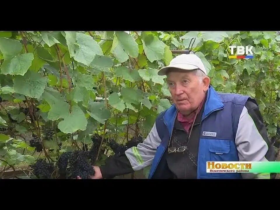 Виноград сорт мичуринский. Виноград pinot meunier. Пино мичуринский виноград. Виноград сорт мичуринский. Виноград мичуринский розовый.