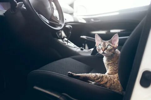Кошку в дорогу на машине