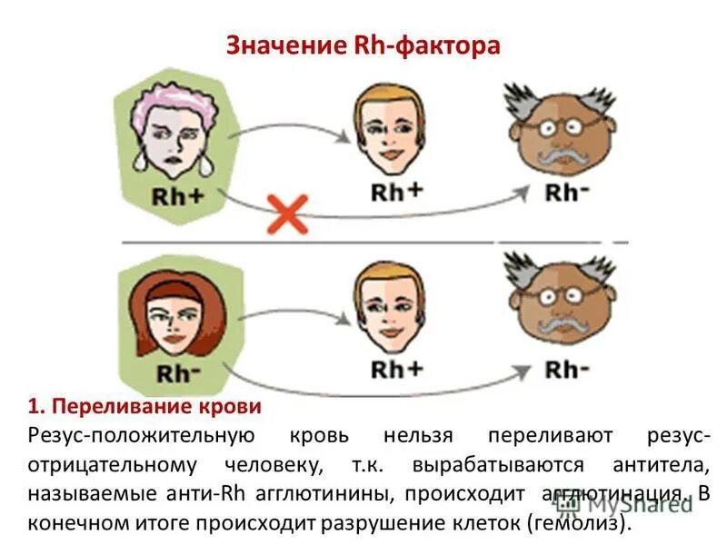 Переливание крови отрицательный резус. Резус-фактор крови положительный. Переливание резус отрицательной крови резус положительному. Если перелить резус отрицательную кровь резус положительному. Резус положительную кровь нельзя переливать.