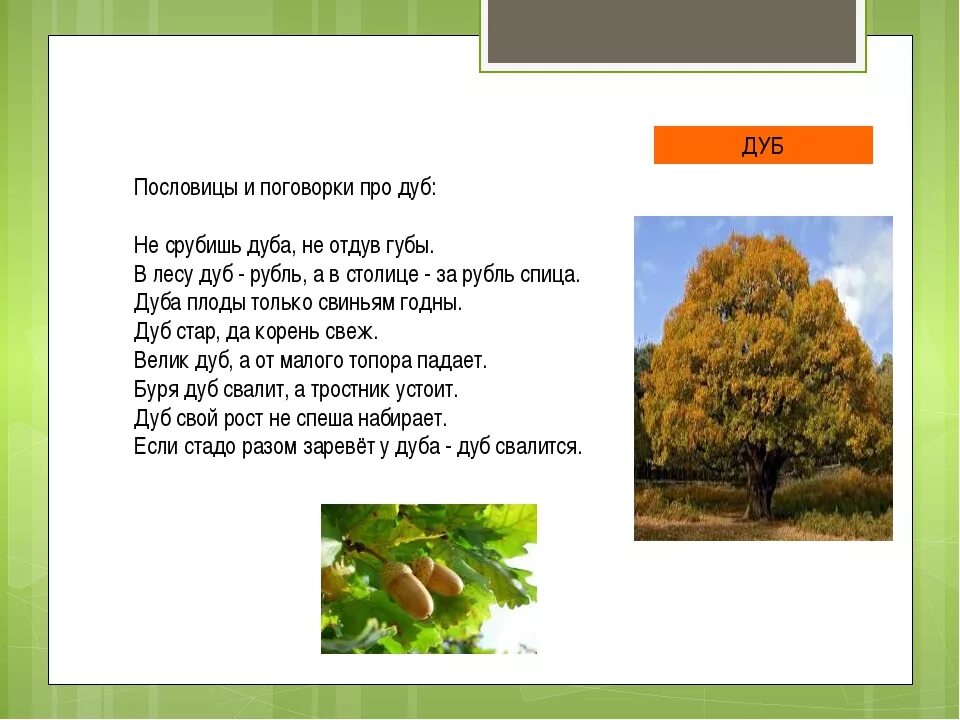 Пословица дерево в плодах. Пословицы и поговорки о дубе. Стих про дуб. Рассказ о дубе. Загадка про дуб.