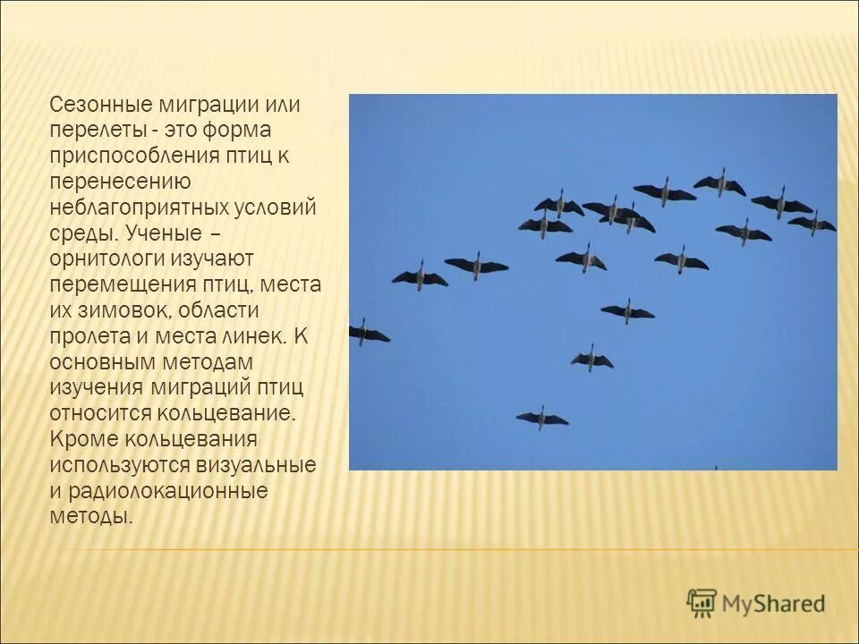 Сезонные изменения в жизни птиц сообщение. Сезонные перелеты птиц. сезонные миграции птиц. жизнь перелетных птиц. жизнь мигрирующих птиц.