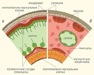 Роль эпикутикулы в водном обмене насекомого