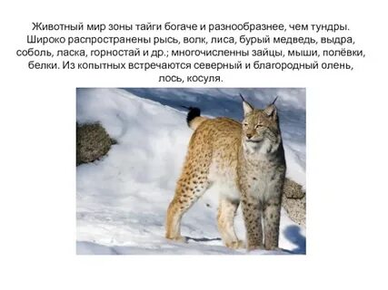 Интересные факты о животных тайги
