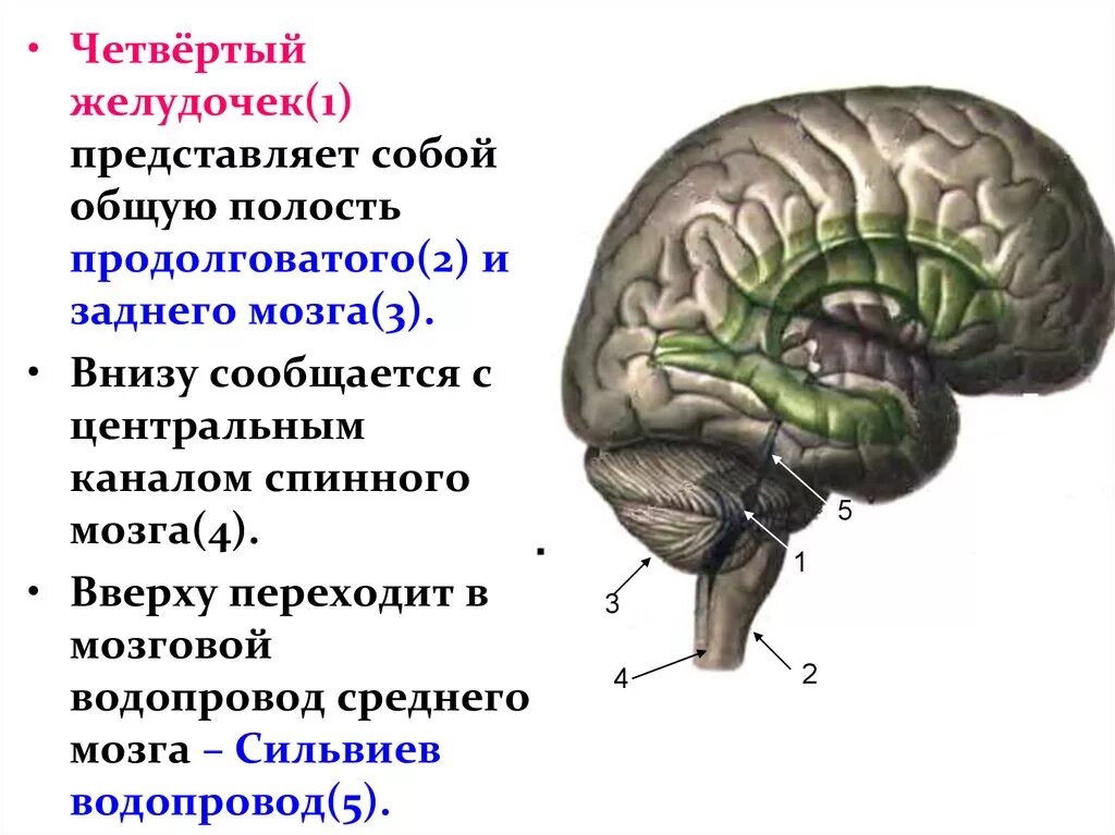 Задний мозг полость