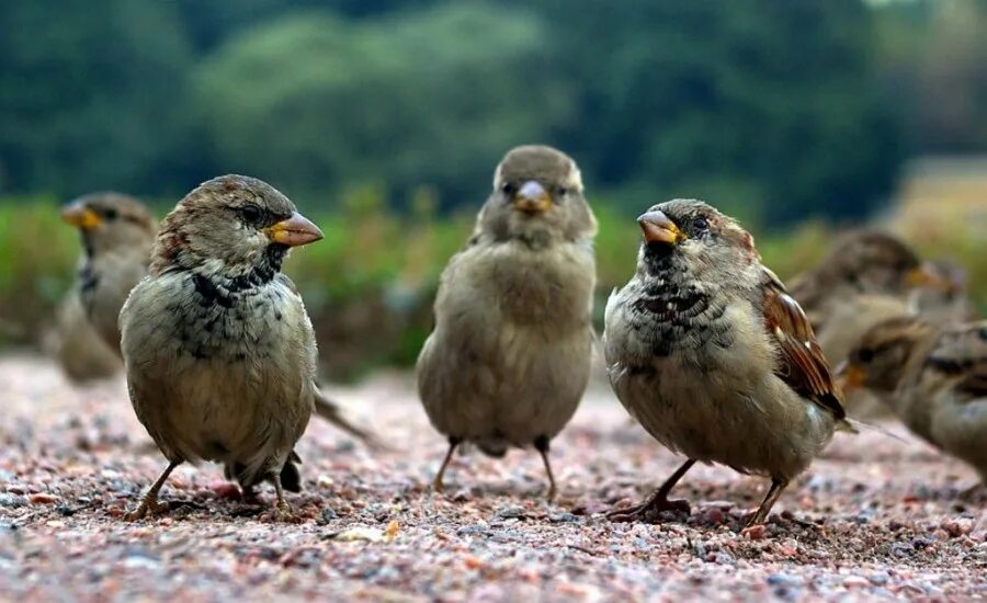 какие птицы едят семена ели. птицы питающиеся семенами хвойных. какие птицы едят семена ели. какие птицы едят семена ели. питание дятла.