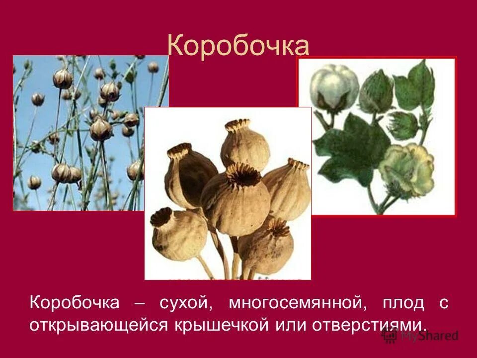 Коробочка с крышечкой у льна является. Строение коробочки кукушкина льна рисунок. Кукушкин лен строение коробочки. Строение коробочки кукушкина льна рисунок. Продольный разрез спорогона кукушкина льна.
